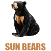 Sun Bear Malay Bear