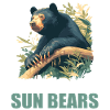 Sun Bear Malay Bear