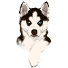 Chiot husky aux yeux bleus
