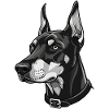 Elegant Doberman Portrait