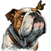 Bouledogue anglais et papillon