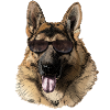 Cool German Shepherd with Sunglasses