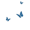 butterflies &amp; dandelions