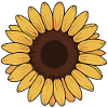 Sunflower illustration vector