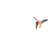 Ostsee Möwe die Eis klaut