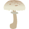 Minimalist Parasol Mushroom Illustration