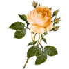 Fleur