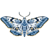 Mystic Midnight – Blue Flower Moth Art