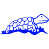 water turtle turtle swims water cute