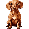 Cute dachshund with big eyes