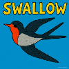 Swallow Art  Illustration