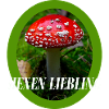 Conception du champignon