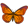 Vivid Butterfly Wings Illustration