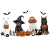 Dog Halloween