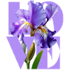Elegantes lila Iris-Blumendesign