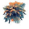 Tarantulas Tarantula
