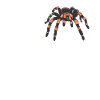 Tarantulas Tarantula