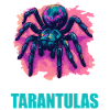 Tarentules Tarentule
