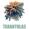 Tarentules Tarentule
