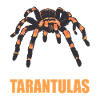 Tarantulas Tarantula