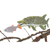 A pike chases a rudd