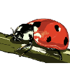 Ladybug on plant stem