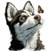 Curious husky puppy and butterfly