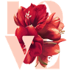 Rote Amaryllis Blumen Illustration