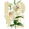 Elegant White Lily Floral Design