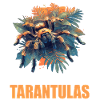 Tarantulas Tarantula