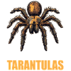 Tarentules Tarentule