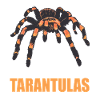 Tarantulas Tarantula