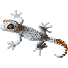 Tokay Geckos Tokay Gecko