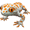 Tokay Geckos Tokay Gecko