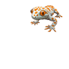 Tokay Geckos Tokay Gecko