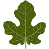 Fig Green Leaf Nature Design