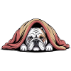 Cozy Bulldog Under Blanket