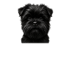 Hundefoto mit schnellem Schnauzer Blick