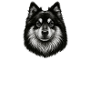 Finnish Lapphund Dad