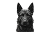 Hollandse Herdershond Papa