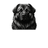 Caucasian Ovcharka Dad