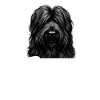 Briard Papa