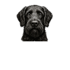 Pudelpointer Papa