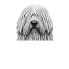 Komondor Dad