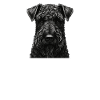 Kerry Blue Papa
