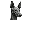 Pharaoh Hound Dad