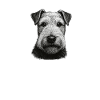 Papa Lakeland Terrier