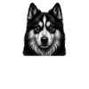 Chien papa Laïka de Yakoutsk