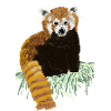 Red panda bear sitting on hay