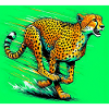 guépard